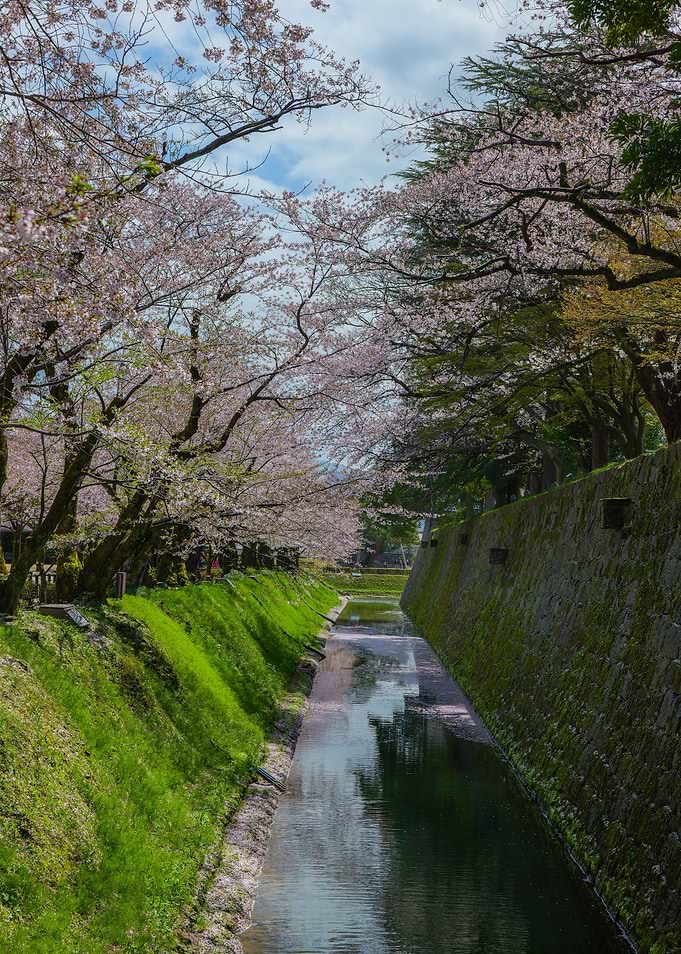 Cherry Blossoms at Nagoya Castle — Japanese Spring Landscape