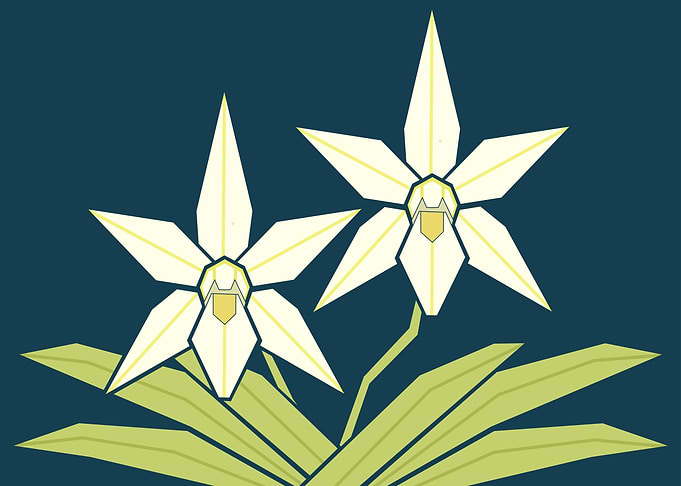 Minimalist Geometric White Orchid Illustration