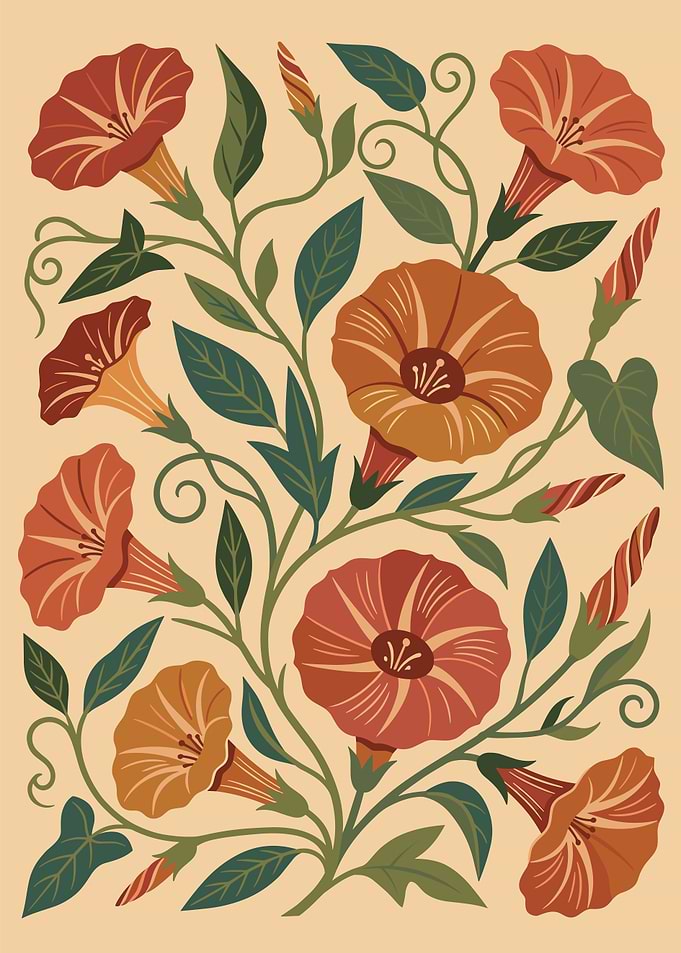 Vintage Botanical Morning Glory Illustration