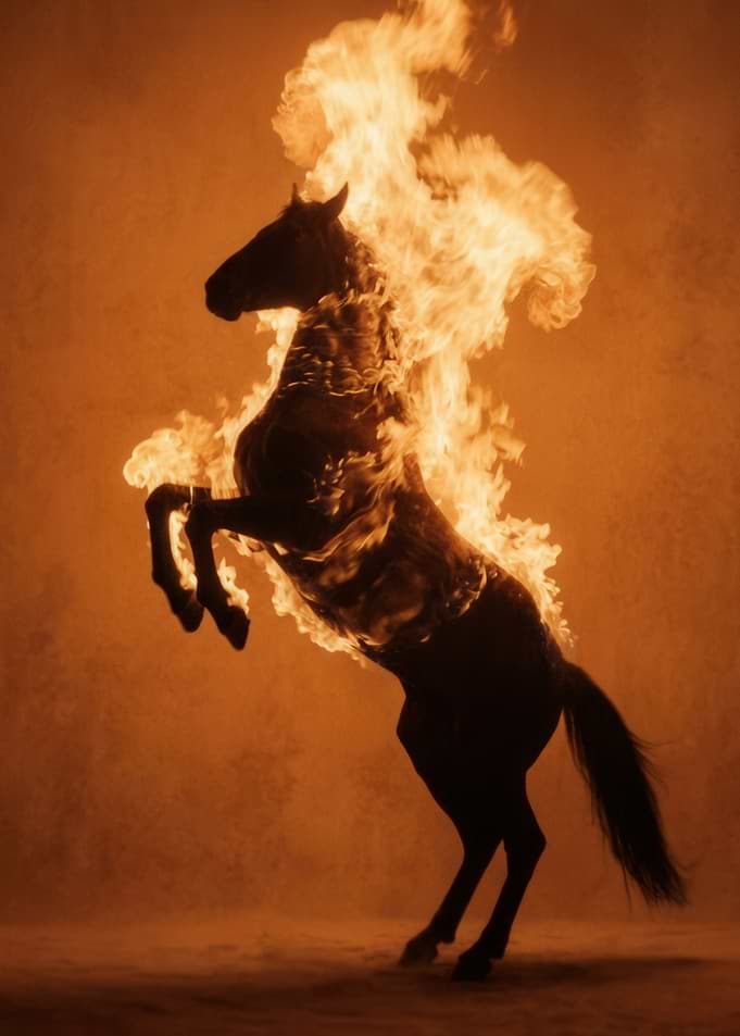 Fiery Rearing Horse Silhouette