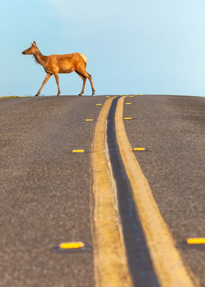 Elk Crossing an Empty Road
