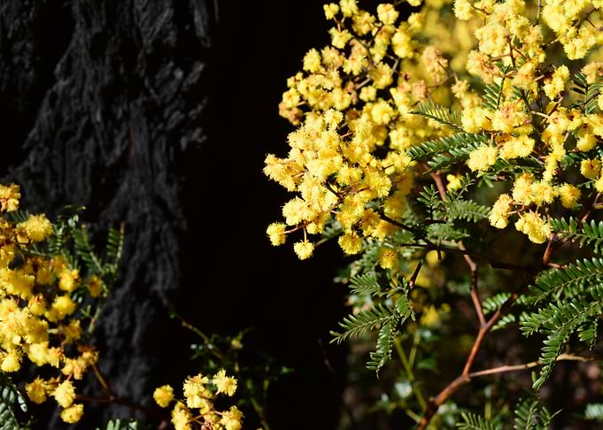 Yellow Wattle Flowers Against Burnt Bark