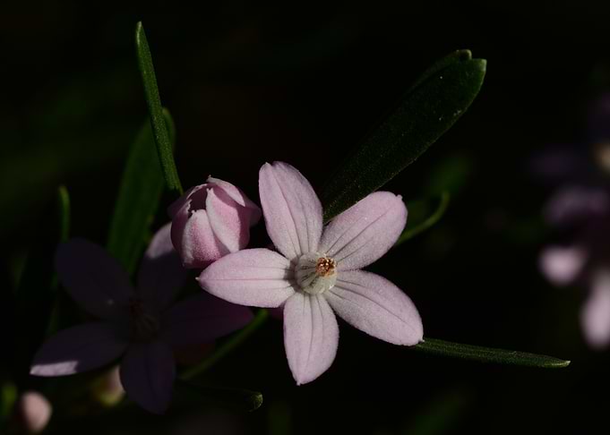 Delicate Pale Pink Star Flower