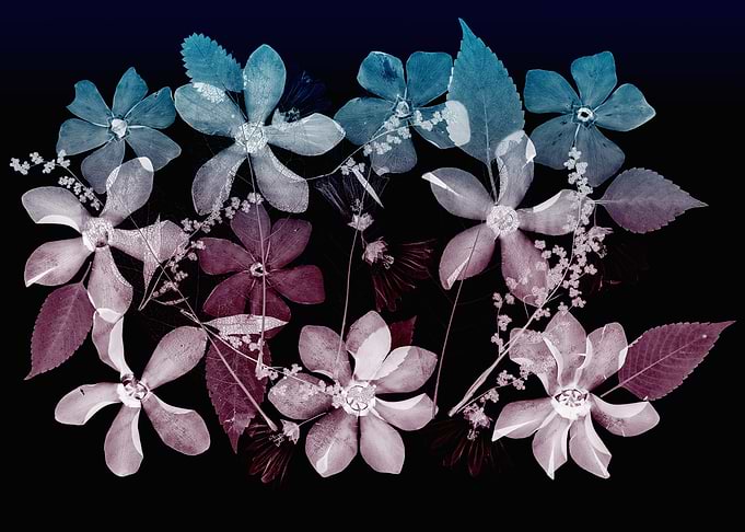 X-ray Style Floral Botanical Arrangement