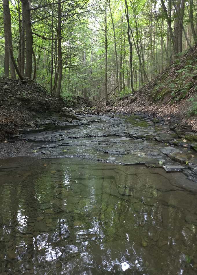 Shallow Forest Stream Over Slate Bed