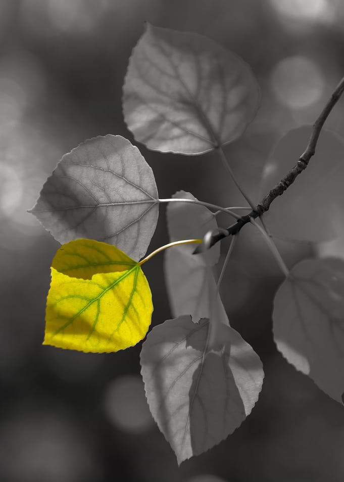 Single Yellow Leaf Among Grey Leaves
