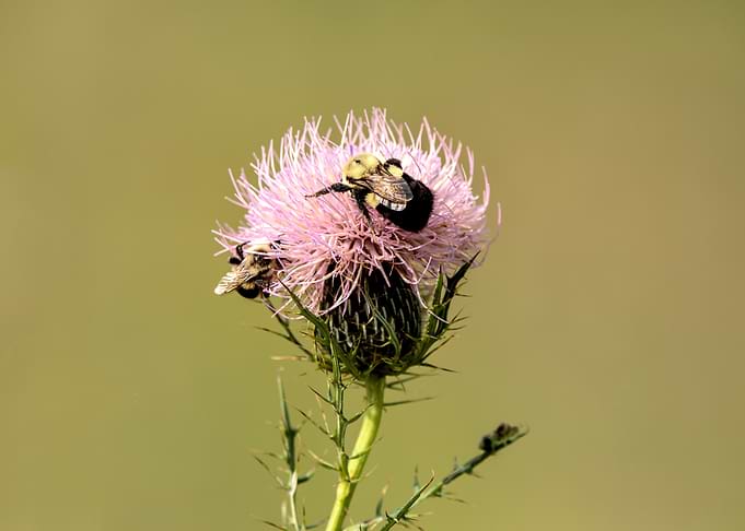 Two Bumblebees on a Thistle Flower