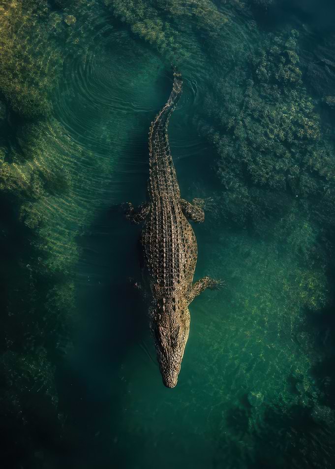 Crocodile Swimming in Clear Water