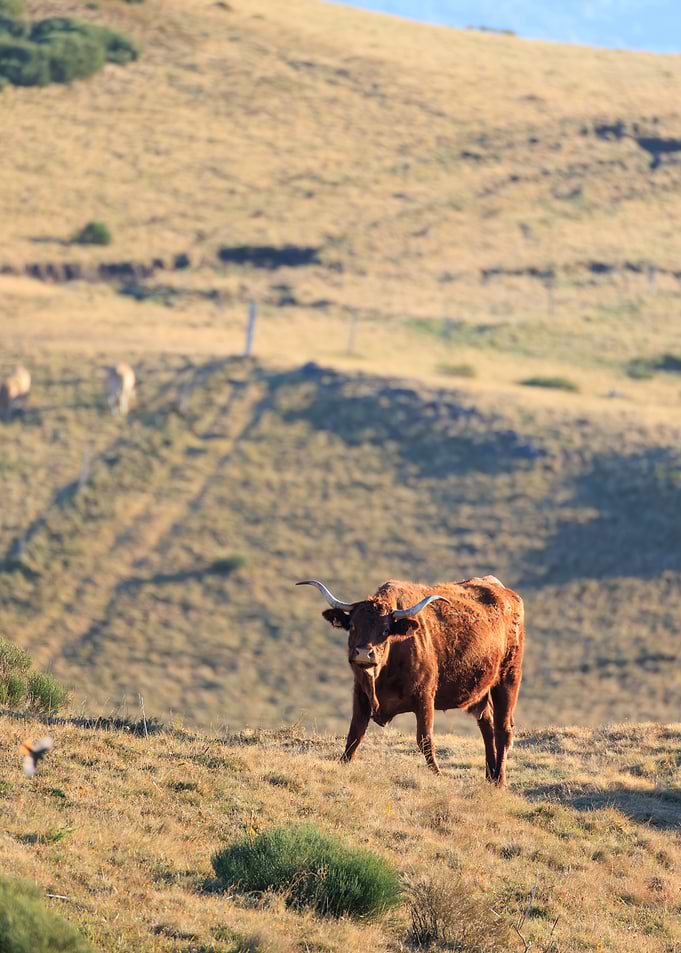 Brown Longhorn Cow on Hillside