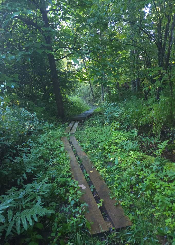 Boardwalk Through Lush Forest