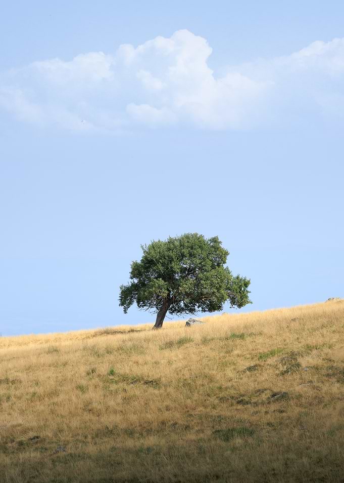 Solitary Tree on Golden Hill
