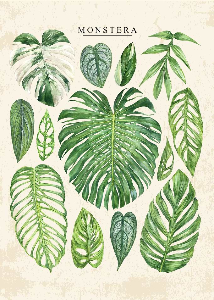 Monstera Leaf Botanical Illustration Print