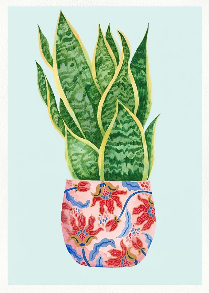 Snake Plant in Floral Pot