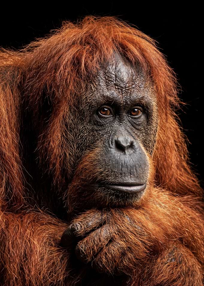 Portrait of a Majestic Orangutan