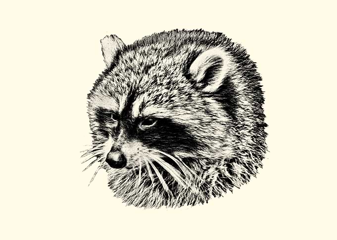 Detailed Pencil Sketch of a Raccoon