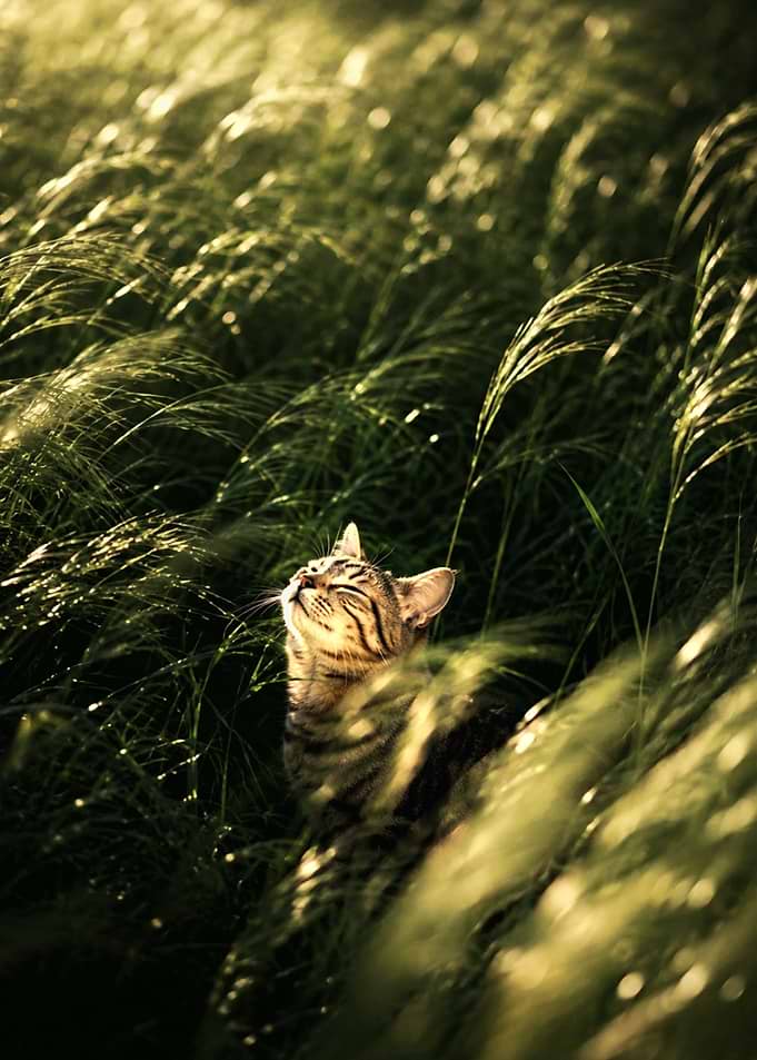 Tabby Cat Enjoying Golden Hour Sunlight