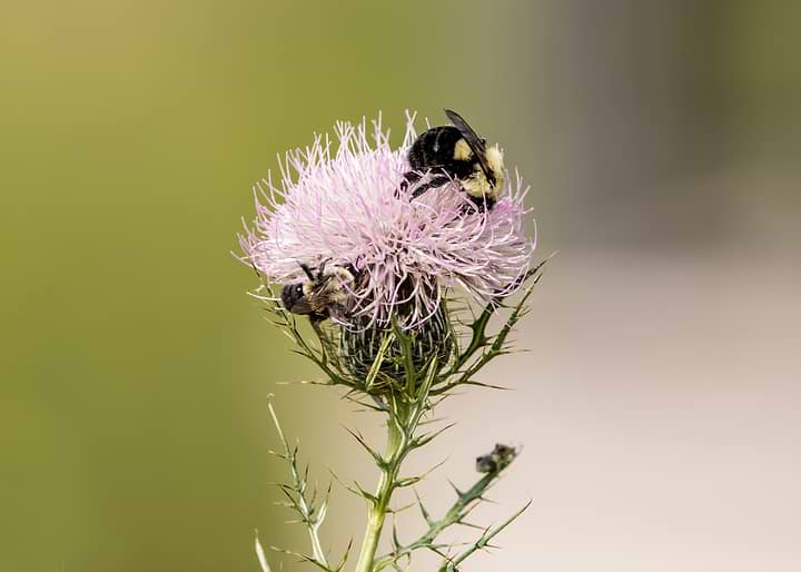 Bumblebees on a Thistle Flower