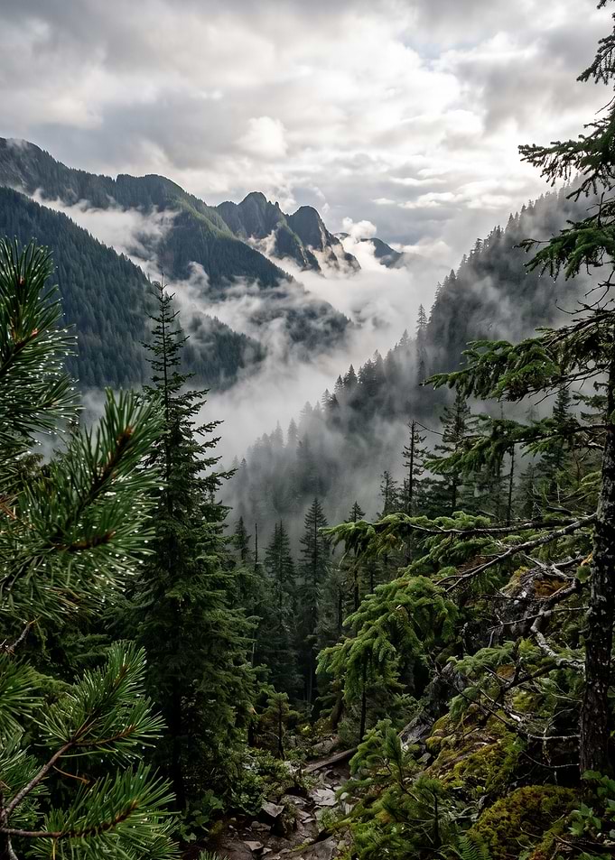 Misty Mountain Forest Landscape
