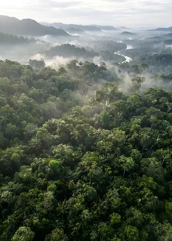 Misty Amazon Rainforest Aerial View