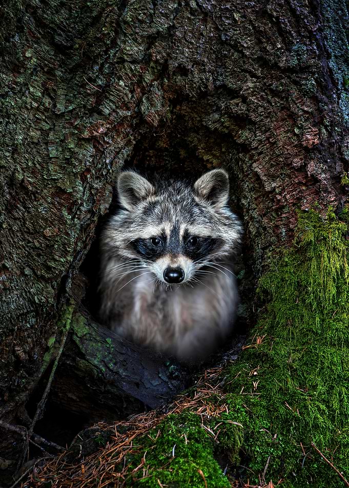 Raccoon Peeking from Tree Hollow