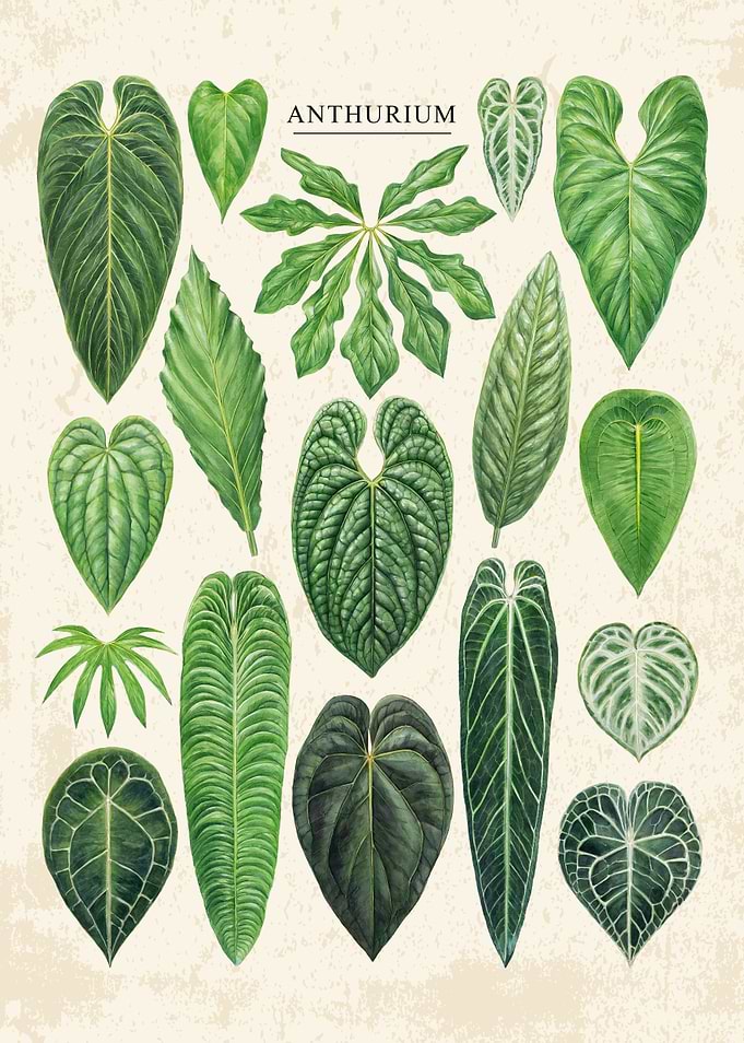 Botanical Anthurium Leaf Identification Chart