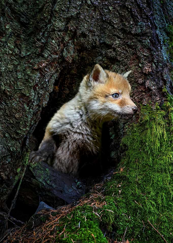 Cute Fox Kit in Tree Hollow