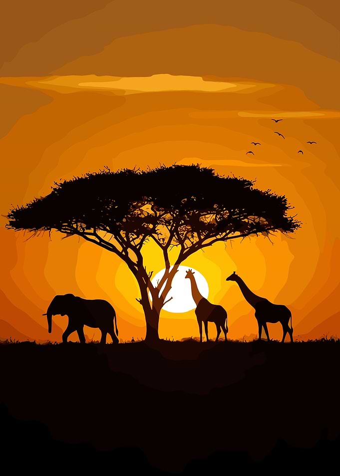 African Savanna Sunset Silhouette