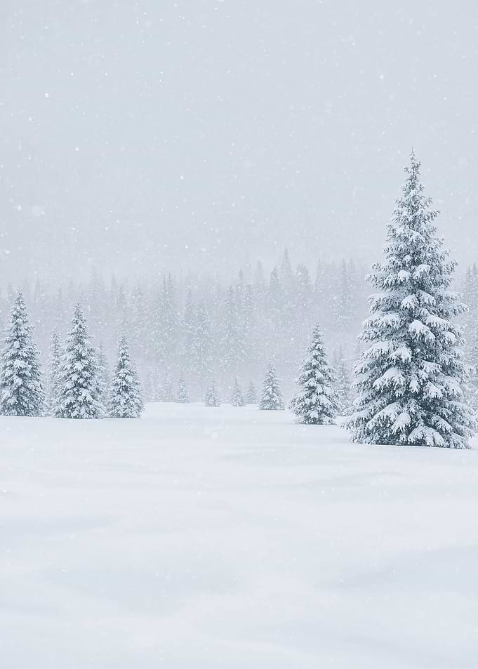 Snowy Winter Forest Landscape