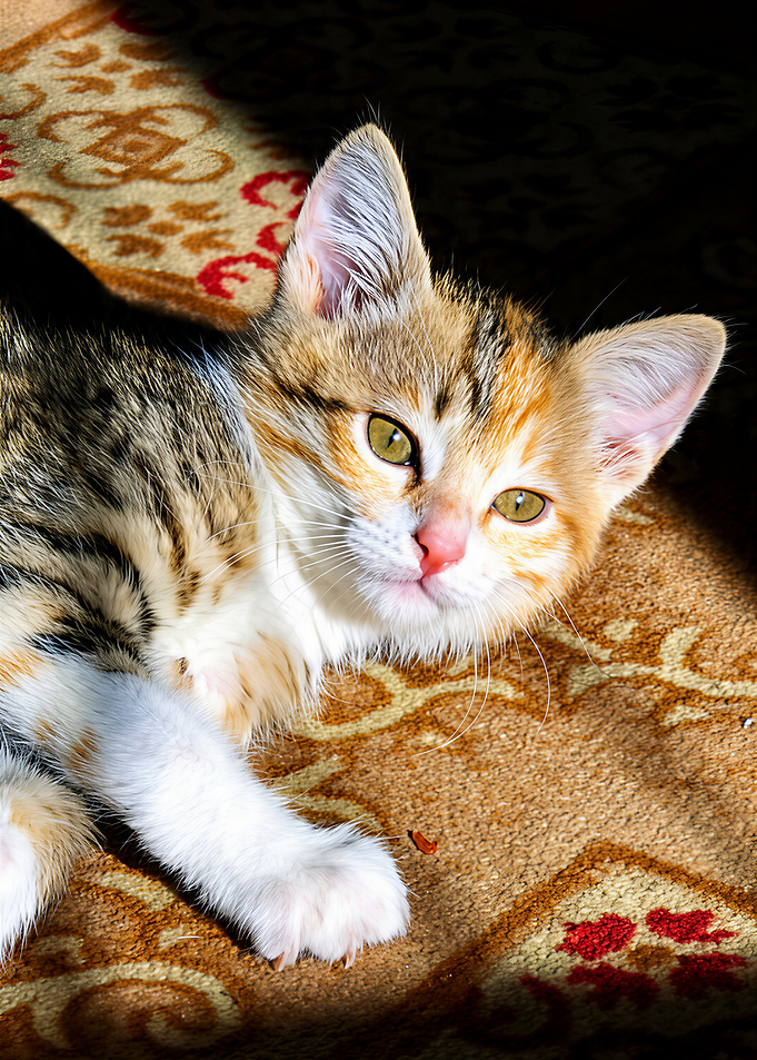 Adorable Calico Kitten Resting on Carpet