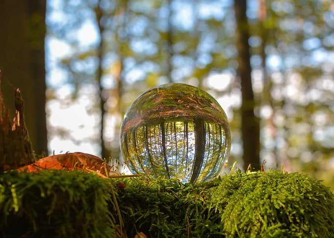 Crystal Ball Reflecting Forest Scene