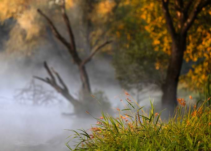 Misty Morning Riverbank Landscape