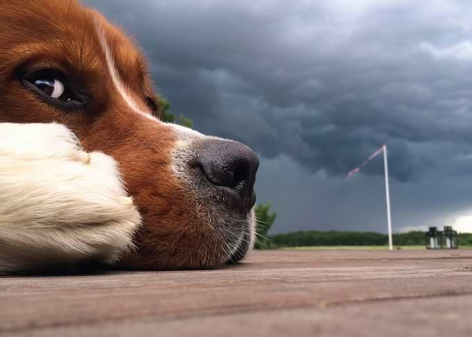 Dog resting before a storm