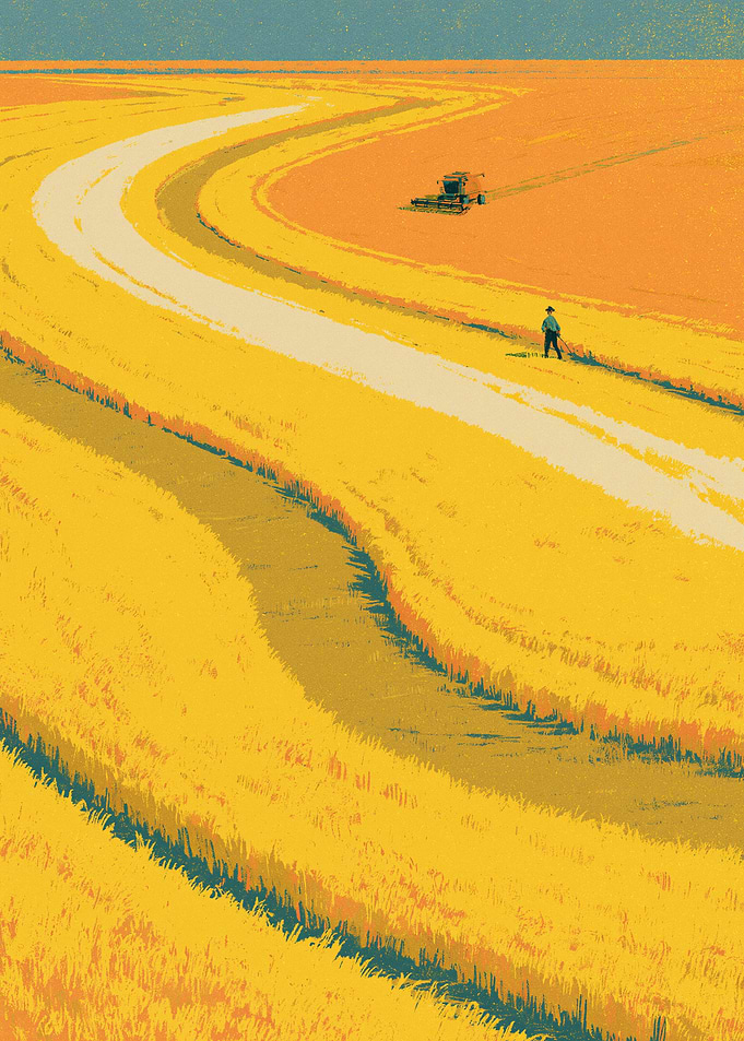 Harvesting Wheat in Golden Fields