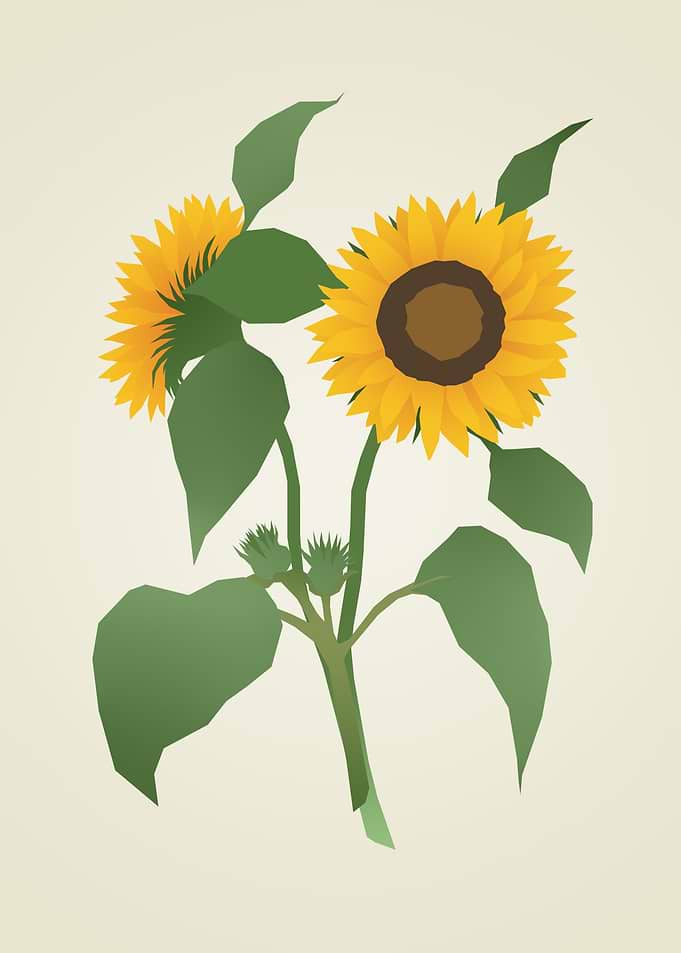 Minimalist Sunflower Illustration