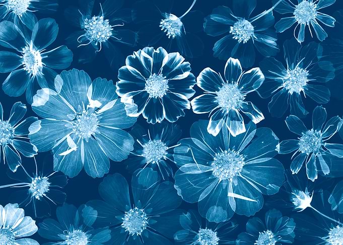 Monochromatic Blue Floral Pattern