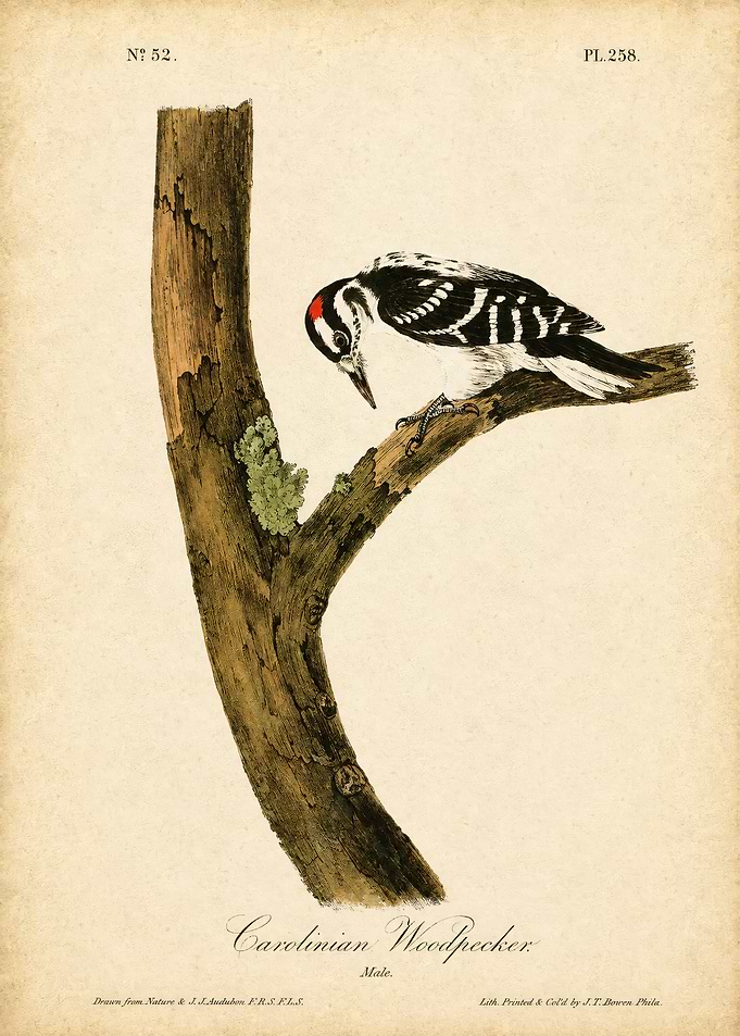 Vintage Audubon Carolinian Woodpecker Print