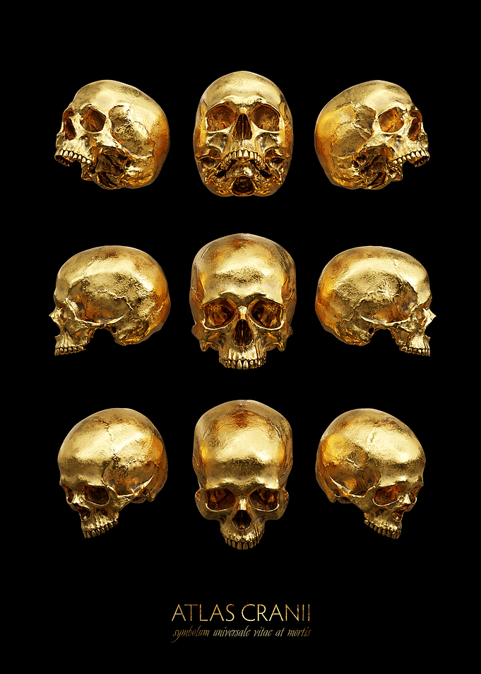 Atlas Cranii Golden Skull Collection
