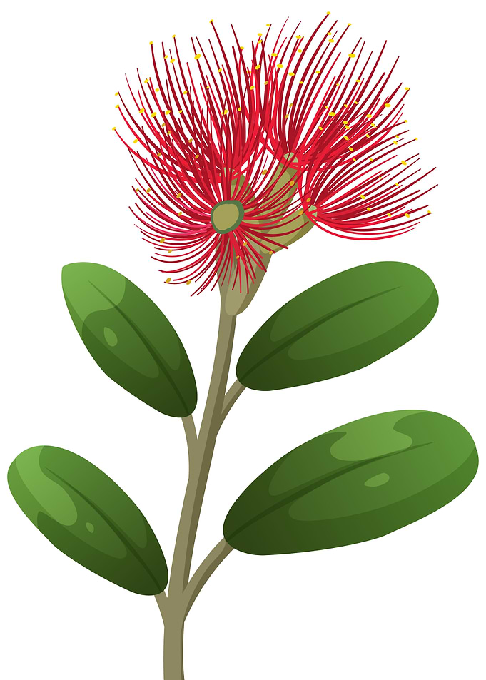 Pohutukawa Flower Illustration