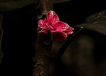 Vibrant Red Flower on Tree Trunk