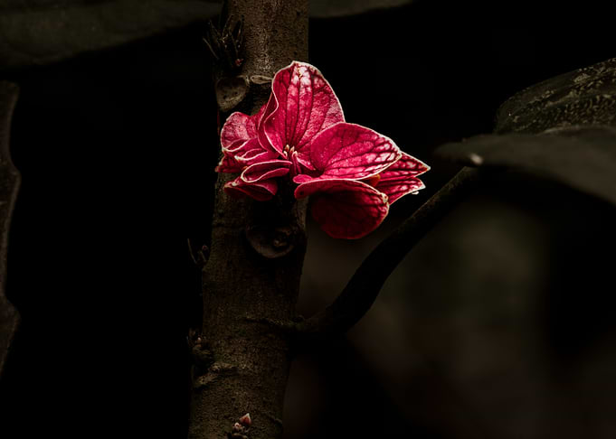 Vibrant Red Flower on Tree Trunk