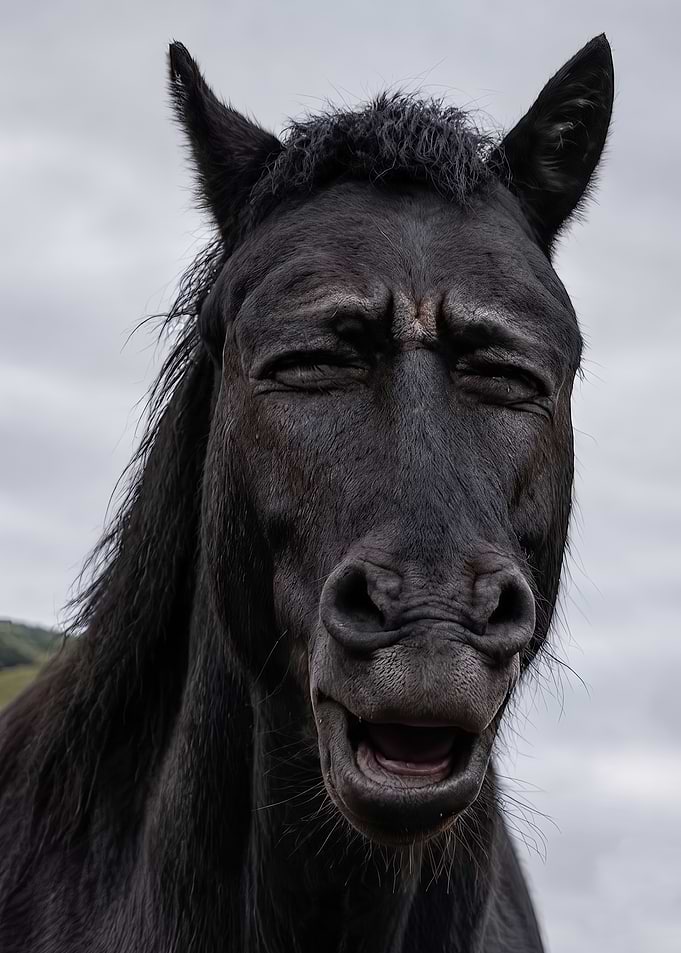 Close-up Portrait of a Funny Horse