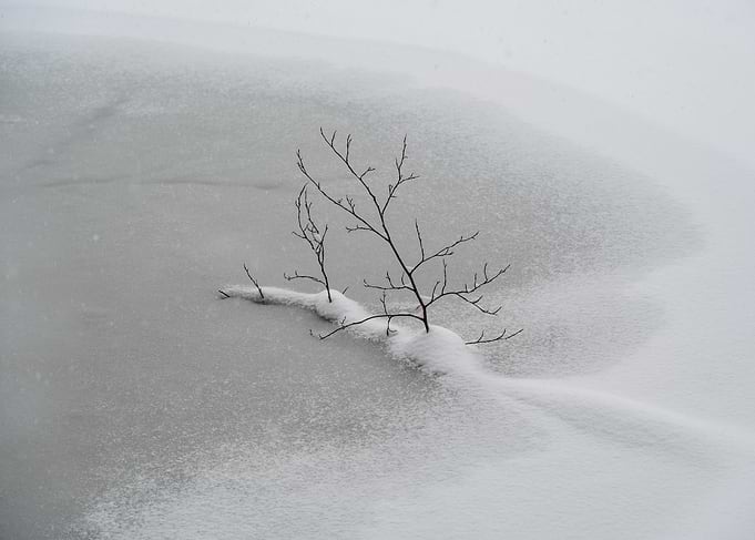 Minimalist winter scene with a branch in the frozen lake