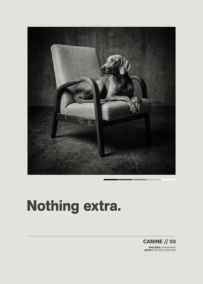 Weimaraner on Art Deco Armchair // Minimalist Swiss-Style Poster
