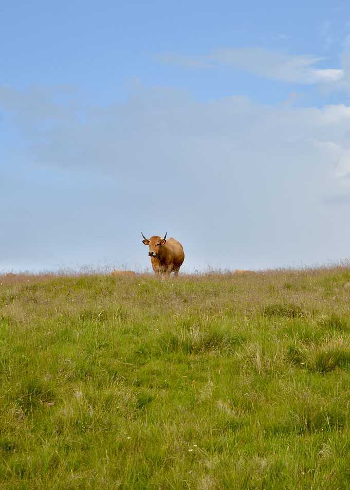Brown Cow Standing in Green Field