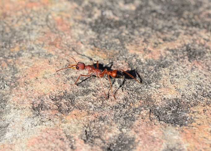 Red Bull Ant on Rock