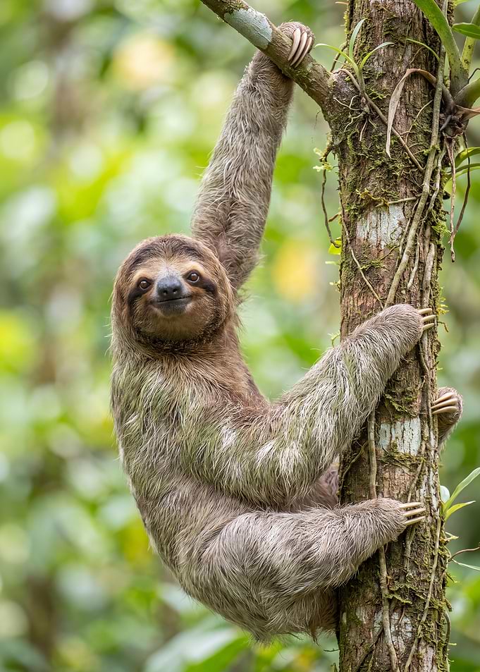 Smiling Sloth on Tree