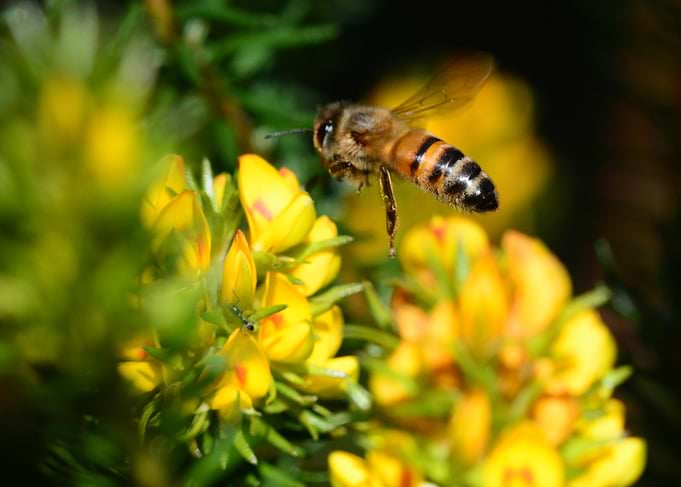 Honey Bee Pollinating Yellow Flowers