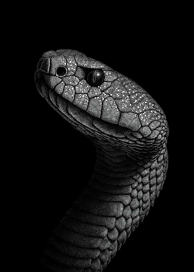 Striking Monochrome Viper Portrait In Stipple Dotwork