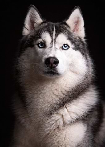 Portrait of a Siberian Husky