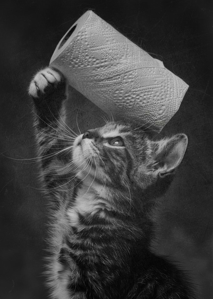 Kitten Playing with Toilet Paper Roll